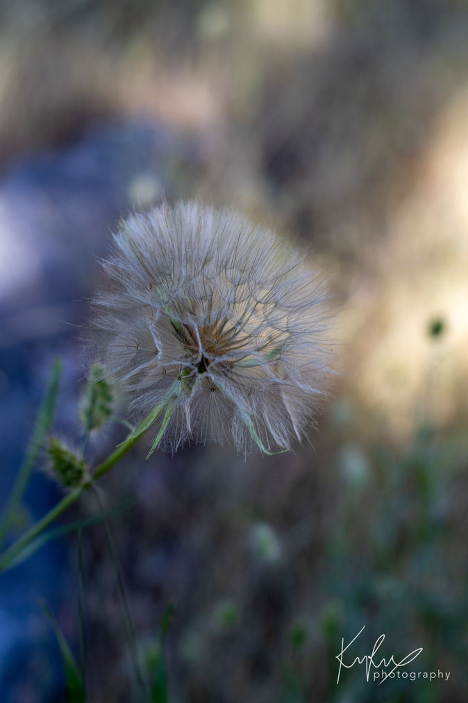 Dandelion - upclose