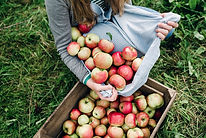 Manzanas en una caja