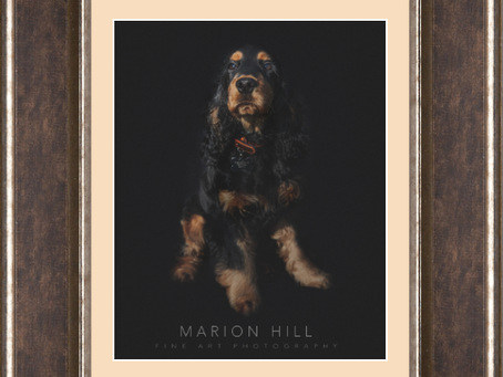 Pride of the pack...Fine Art Pet Photography