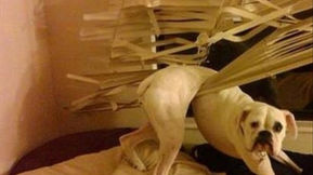 When your day is poopy