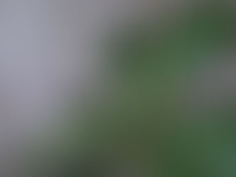 Learning Life Lessons from My Fiddle Leaf Plant: The Need to Change Maladaptive Coping Behaviors for Healthier Relationships