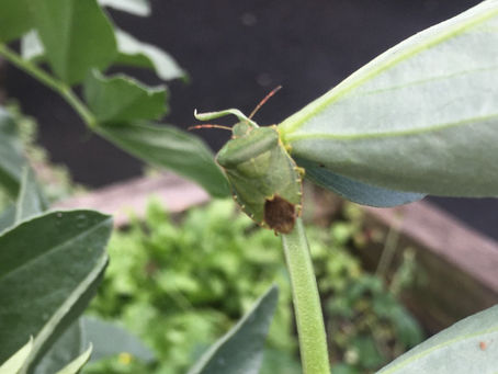 Transforming Papa’s into a space for wildlife