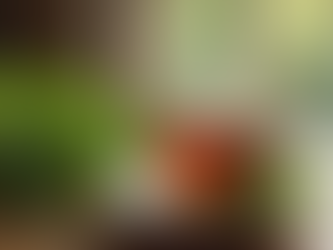 Why Herbal Tea is Popular: The Popularity of Herbal Tea Explained