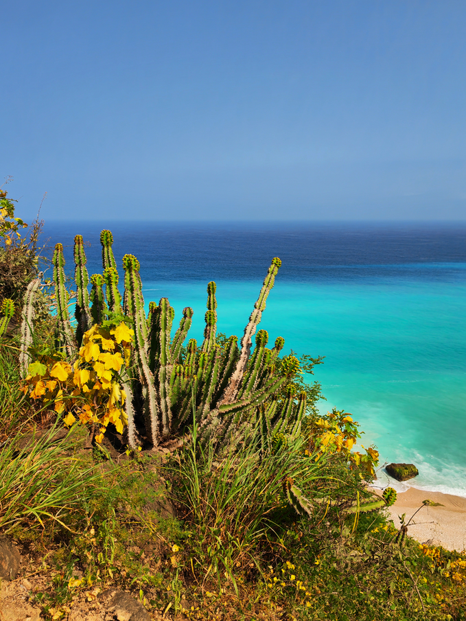 Turquoise sea and coastal vegetation on the Salalah coastline