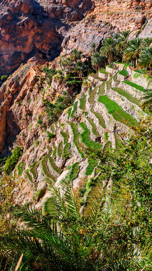 Green terraced farms along the Masirat Al Jawameed hiking trail in Jabal Akhdar