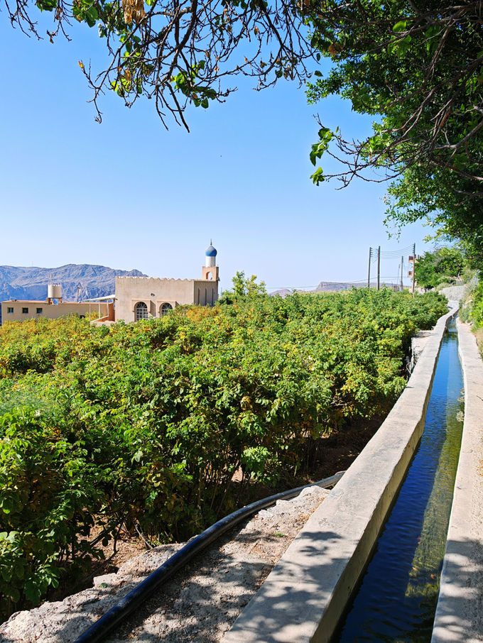 Falaj irrigation channel running beside green plantations in Oman