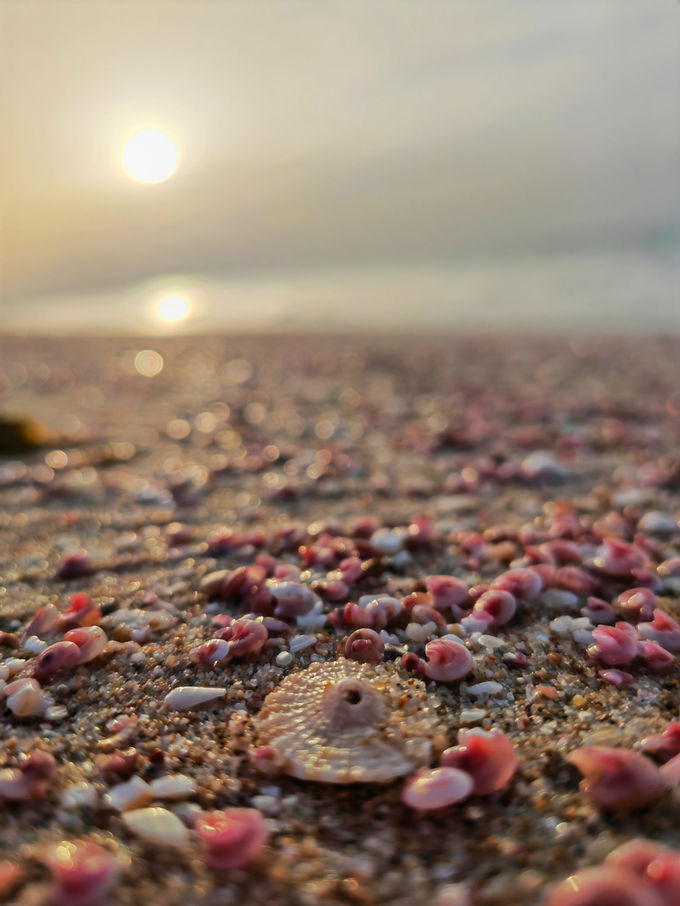 Shell-covered beach at Ras Al Hadd on Oman’s eastern coast