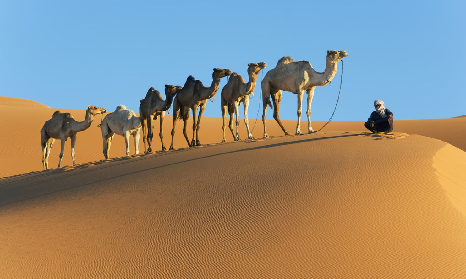 Camel caravan crossing the golden dunes of Wahiba Sands on a one-day Oman tour