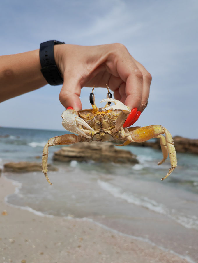 Small crab on the sandy beach at Ras Al Hadd