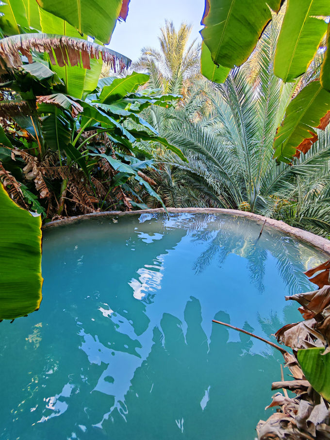 Private swimming pool surrounded by tropical plants at a comfortable Oman accommodation