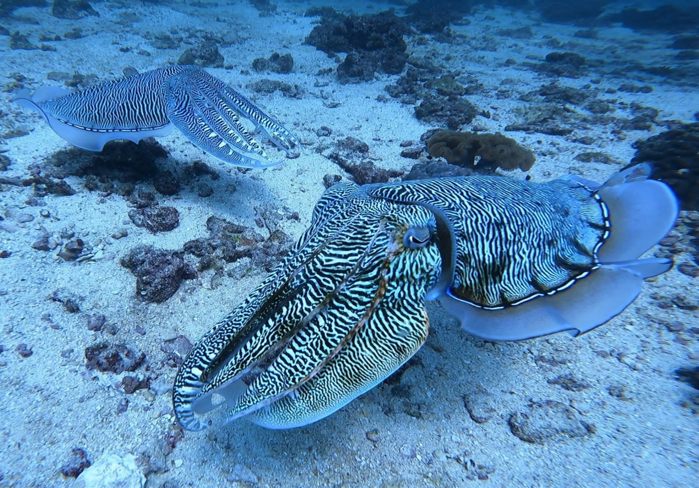Cuttlefish resting on the seabed during scuba diving at the Daymaniyat Islands in Oman