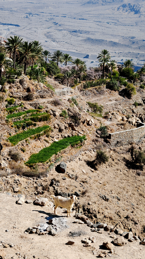 Stone steps and terraced gardens along the Wakan Village hike in Oman
