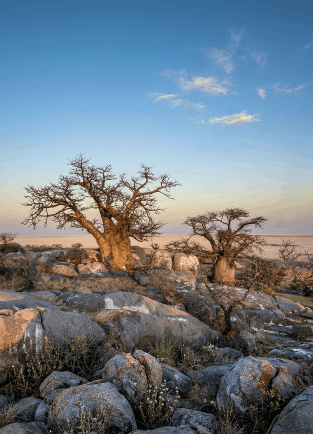 Baobab trees at sunset on an Eastern Salalah tour in the mountains of Dhofar, Oman
