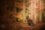DSC_2534-Modifier.jpg