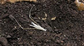 News coverage on Advanced Science News