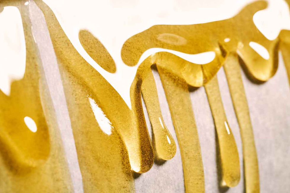 Cannabis hash rosin being pressed