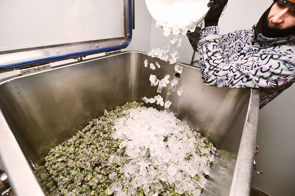 Man dumping ice into cannabis-filled bath to make rosin