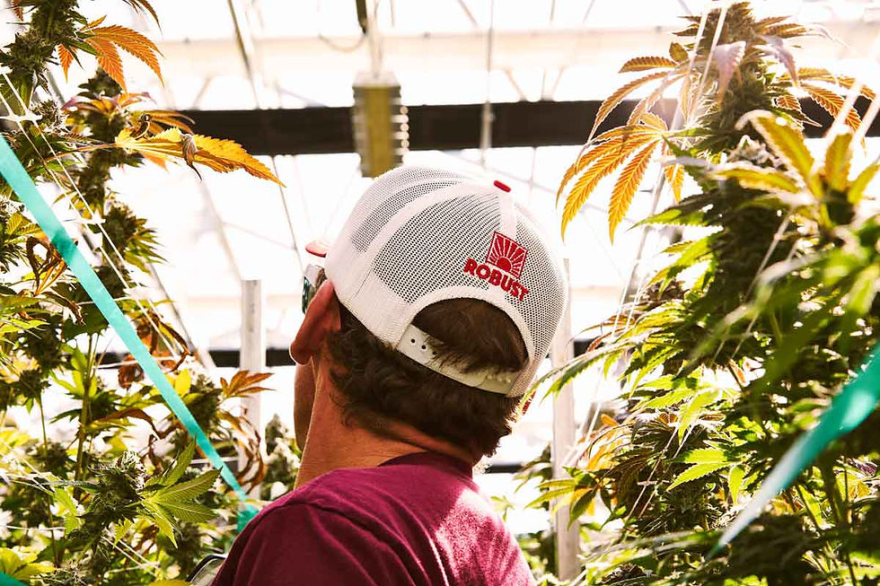 Man in Robust hat walking through cannabis greenhouse