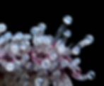 flower_HB_wet_macro_kandid_kush_2025-3-WEB