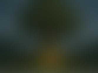 Ancient Irish sacred tree with roots and branches symbolising the bile of clan and sovereignty.