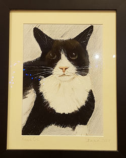 Bruce, Black and White cat