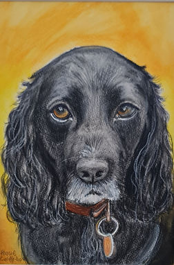 Alfie Thorp, black 12 year old cocket spaniel A4 crayon water colour pastle on canvas pape