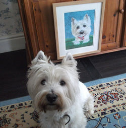 Pip, West Highland Terrier  and portrait