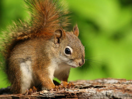 Squirrel the Red