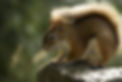 squirrel-2307816_1920.jpg