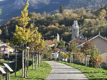 Infolettre #11 : Les arbres, enjeu de qualité de vie