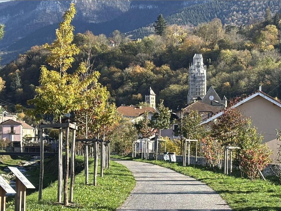 Infolettre #11 : Les arbres, enjeu de qualité de vie