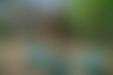 tiny house cabin in the woods