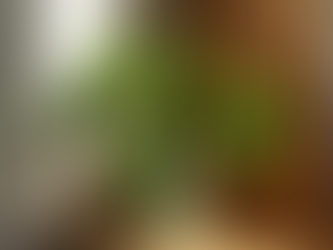 Easy Care Houseplants for Busy Moms