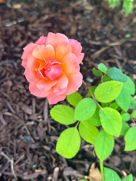 Bloom Through the Storm: Resilience and Confidence with Coaching in Uncertain Times