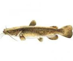 flathead.jpeg
