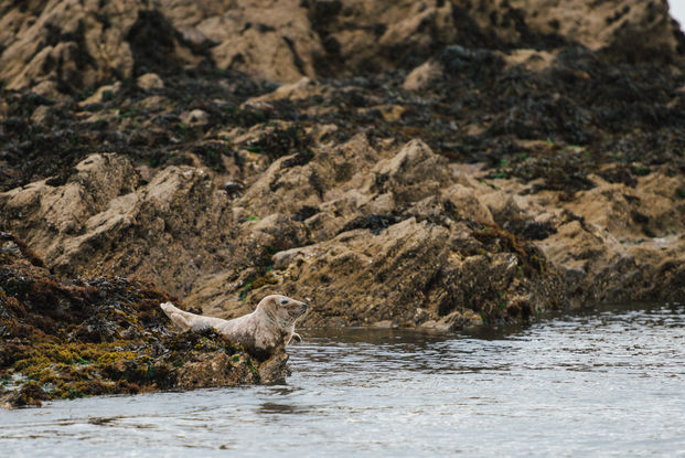 Floriane Tanneur Photography phoques gris