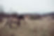 20201130 Tarpans-8185.jpg