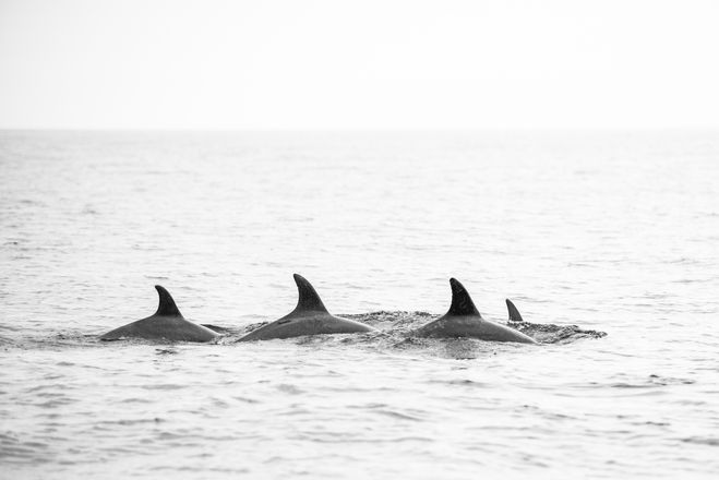 Floriane Tanneur Photography grands dauphins