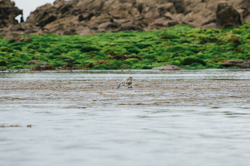 Floriane Tanneur Photography phoques gris