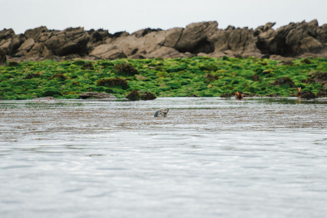 Floriane Tanneur Photography phoques gris