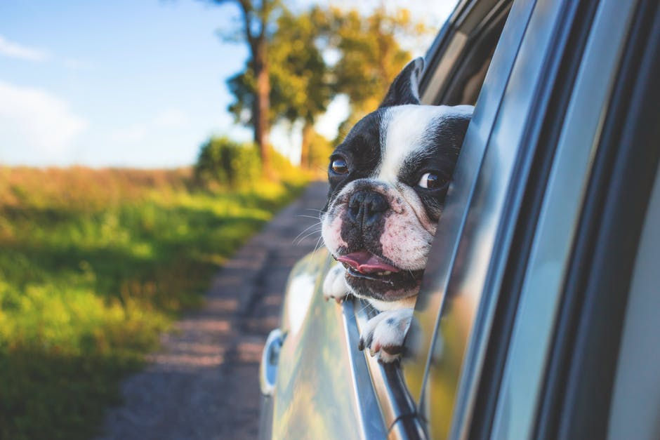 Pet Products