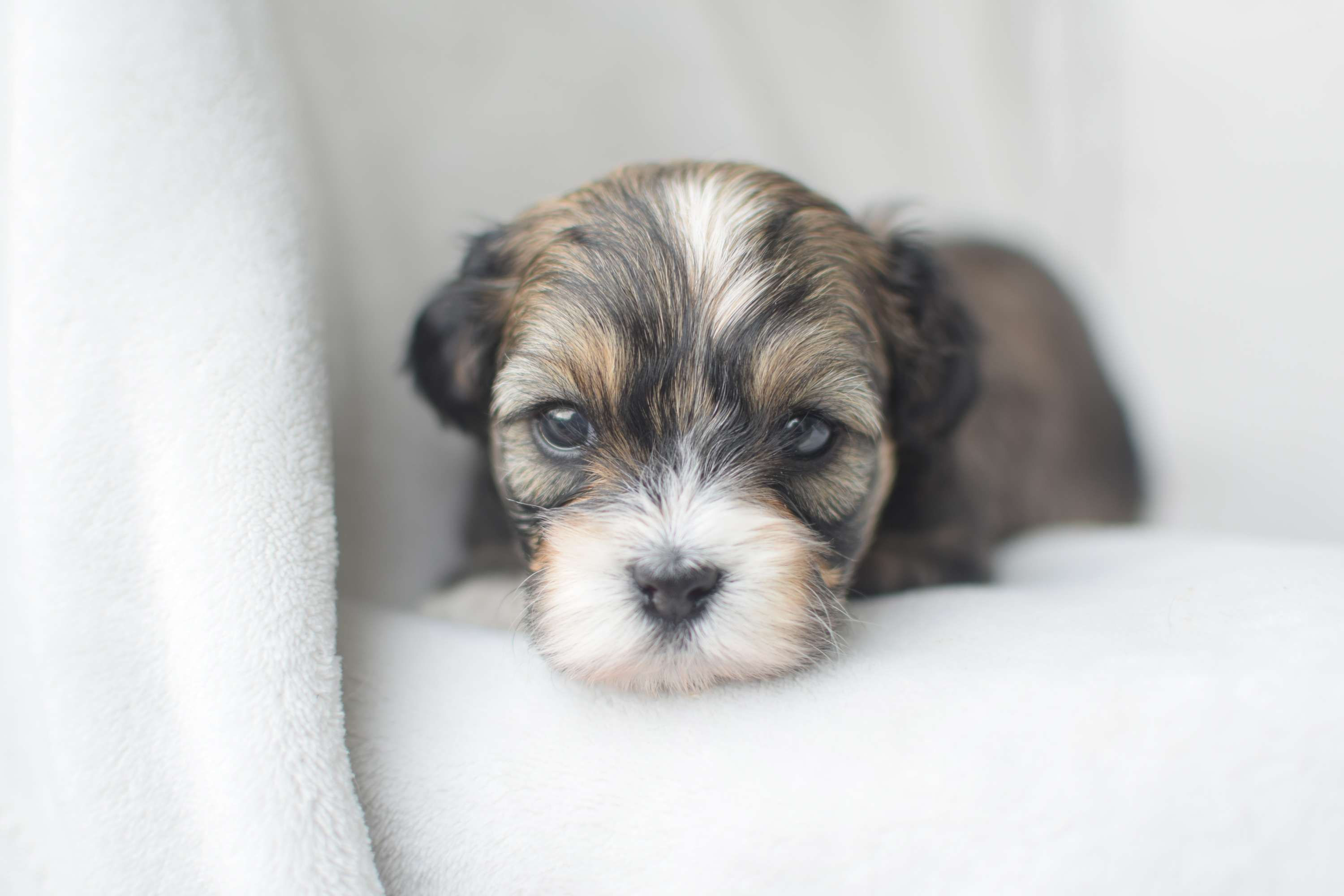 Female 3 (Rolly Polly)