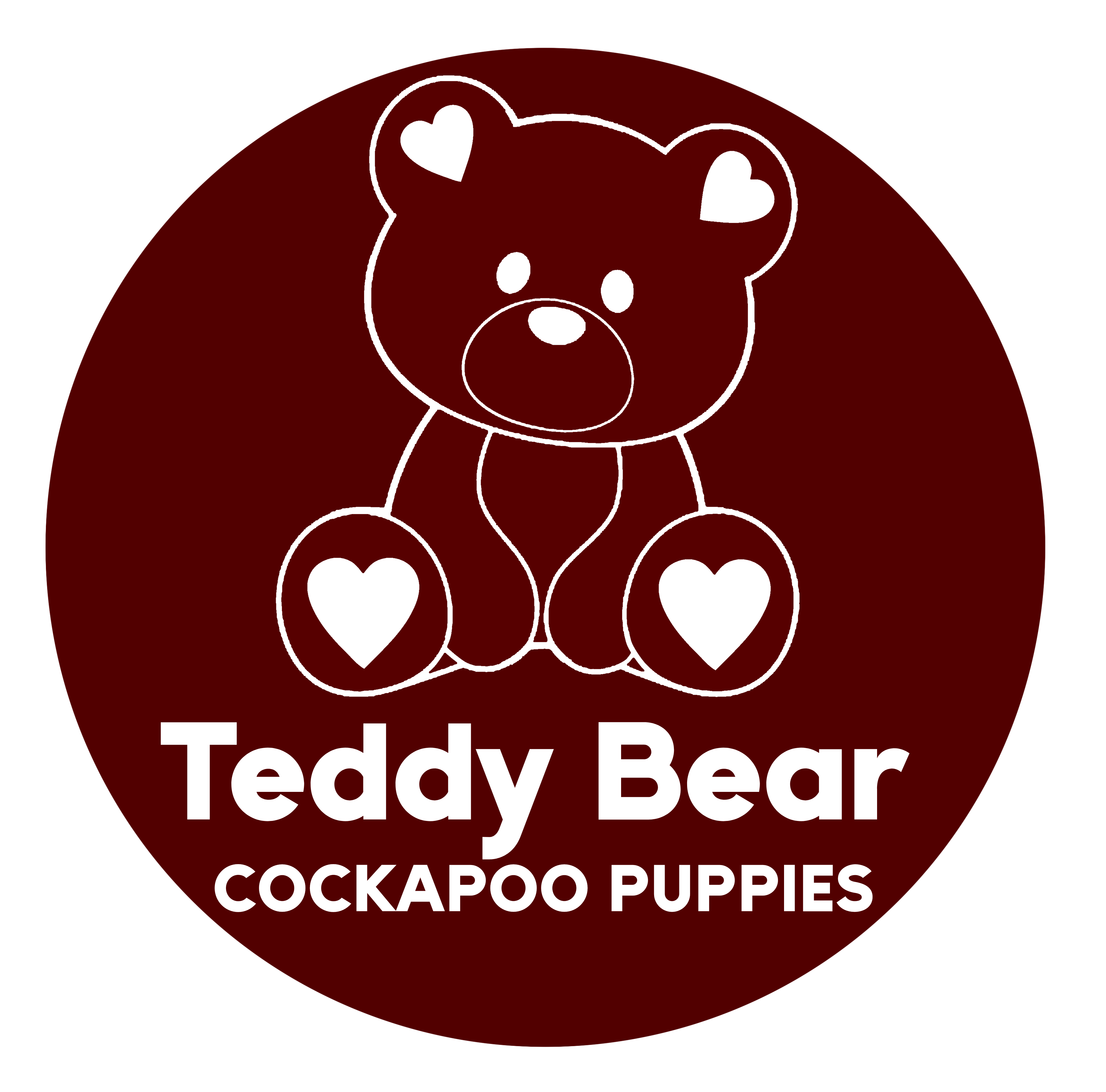 Teddy Bear Cockapoos