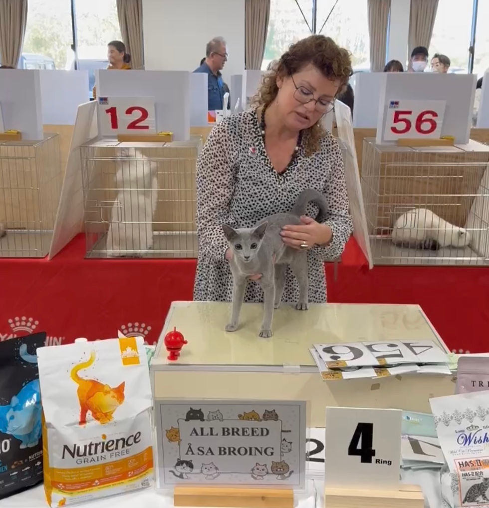 Anco's 4months in Cat Show as Kitten