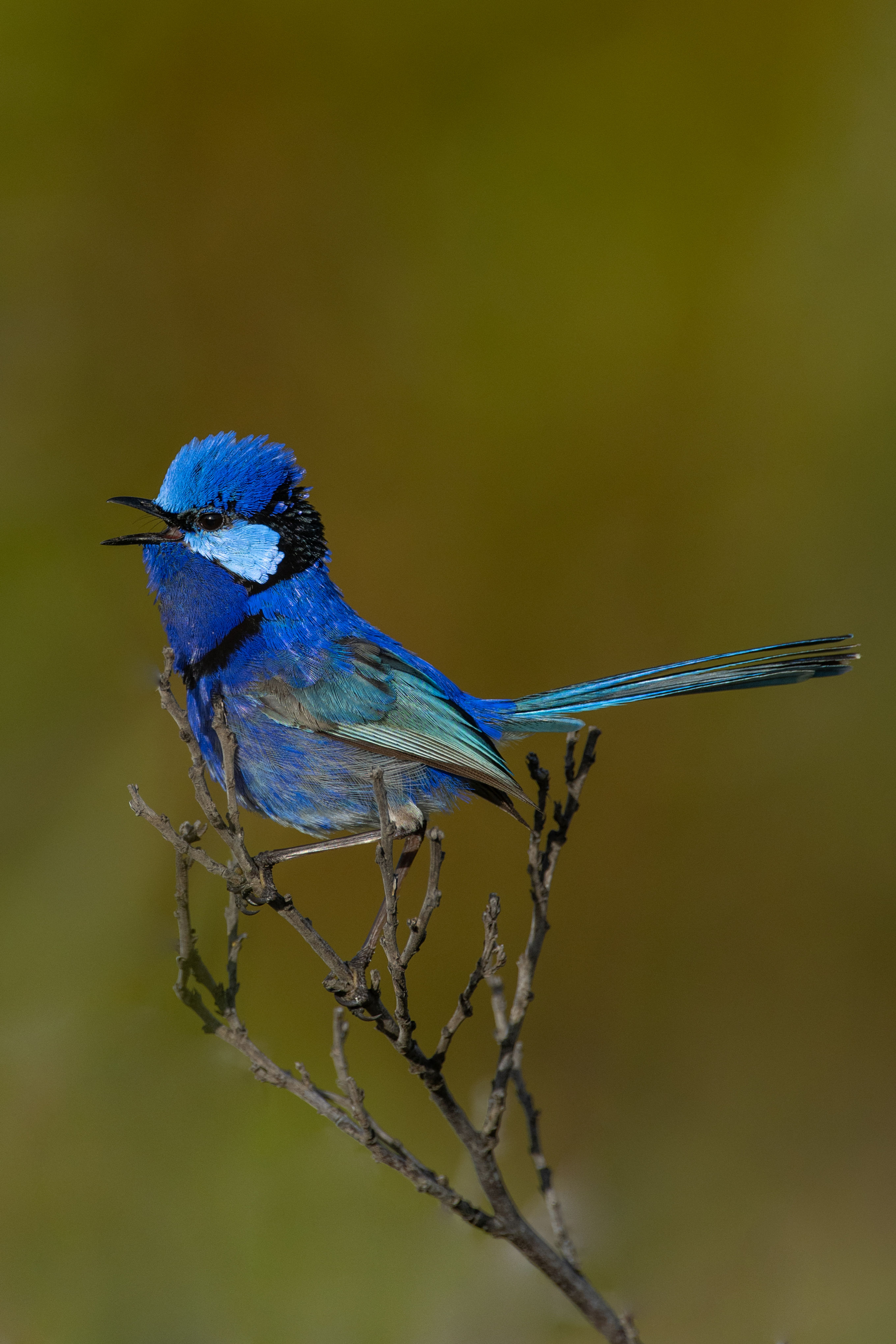 Splendid Fairy-Wren, W.A.