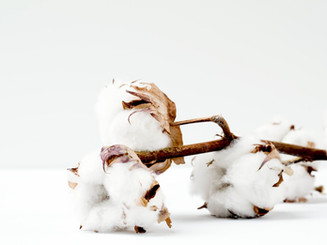 Cotton plant