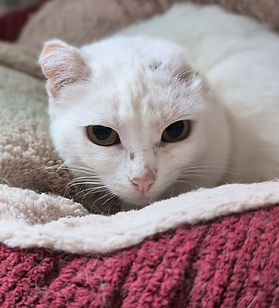 Neve, kleine Kämpferin, Pate gesucht