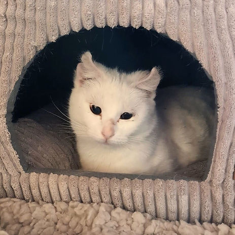 Nube, kleine Einzelkatze