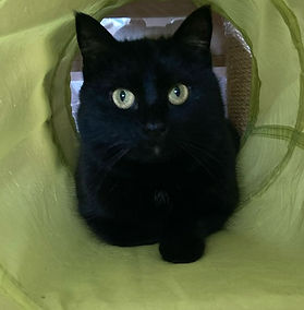 Zipi und Zape, Black Panthers