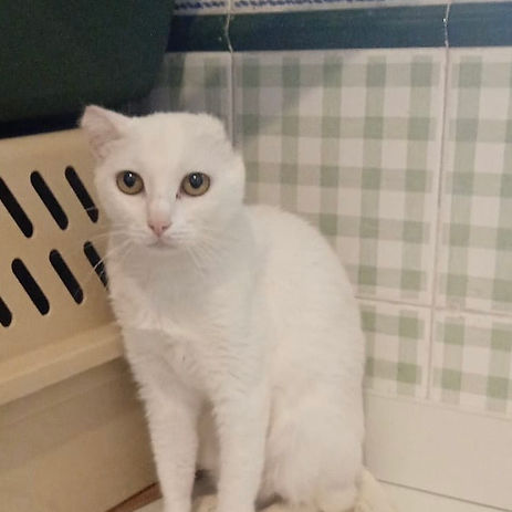 Neve, kleine Kämpferin, Pate gesucht